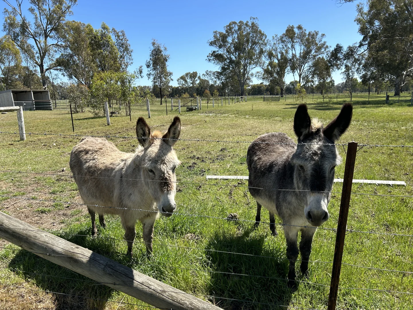 Additional image 25 of 282 Steel Road, Benalla VIC 3672