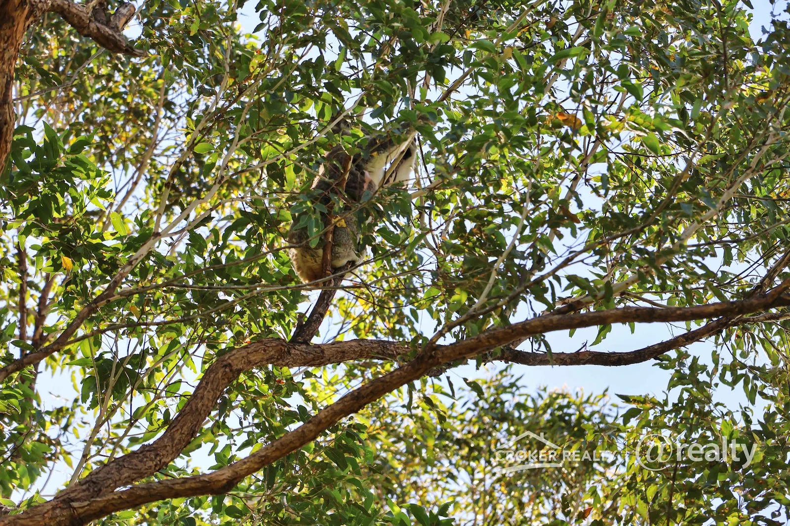 Additional image 9 of 260 Collins Valley Road, Collins Creek NSW 2474