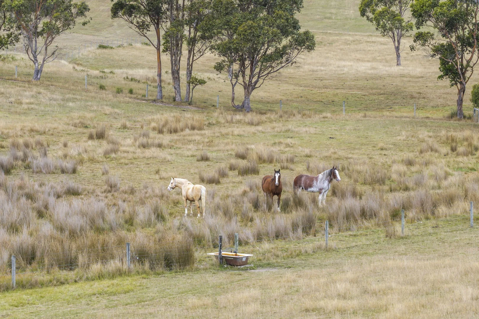 Additional image 20 of 38485 Tasman Highway, Targa TAS 7259