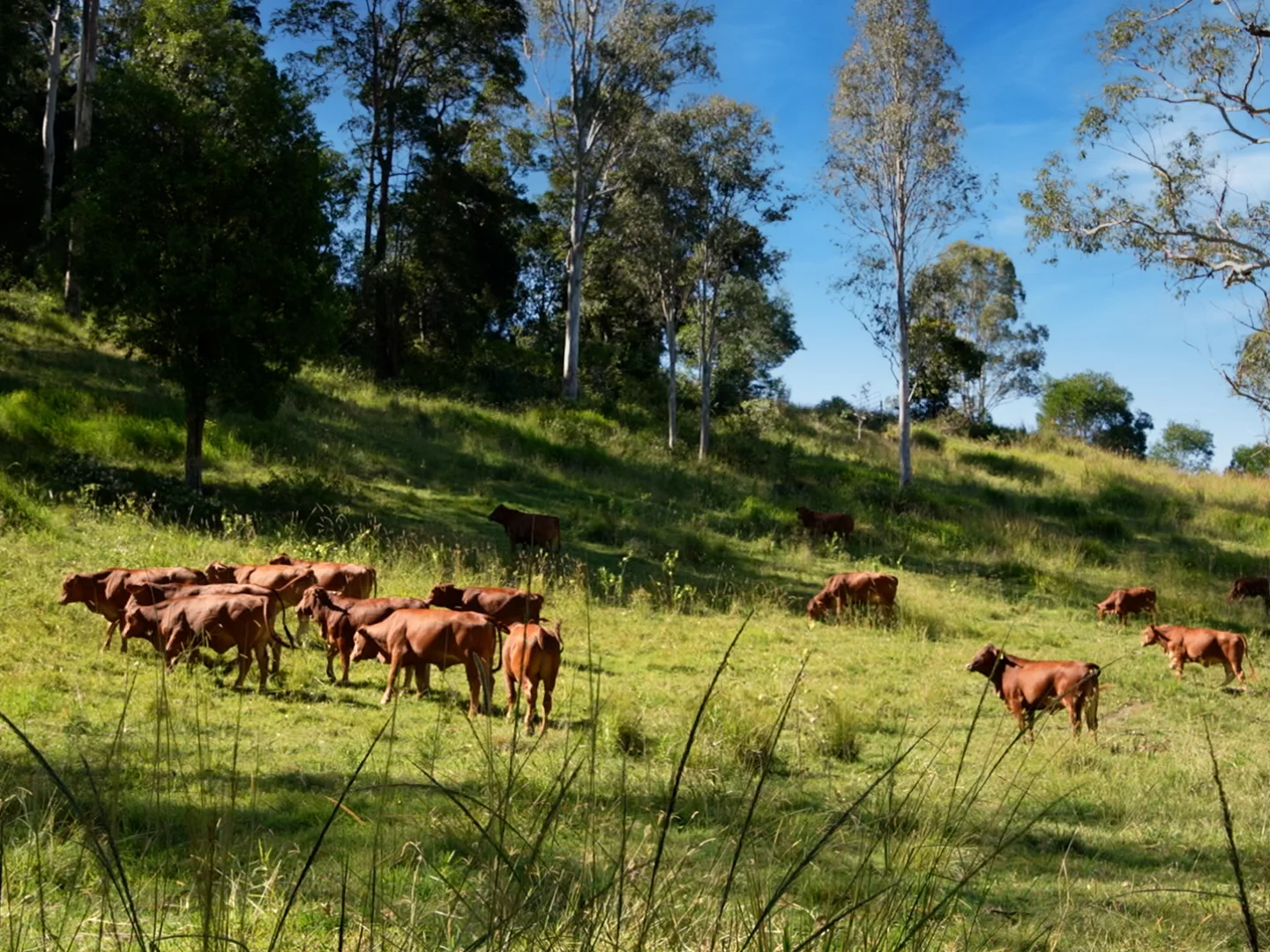 Additional image 2 of 246-274 Rasmussen Road, Neurum QLD 4514