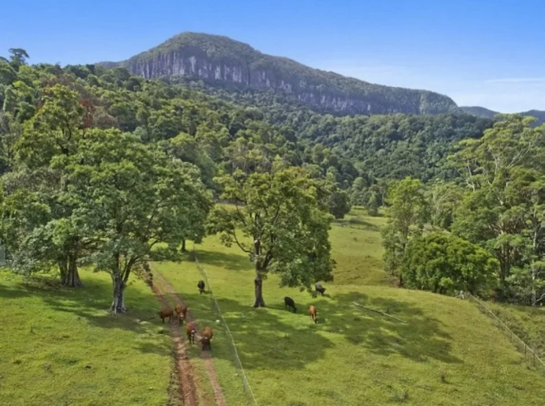 Additional image 30 of 367 Settlement Road, Numinbah NSW 2484