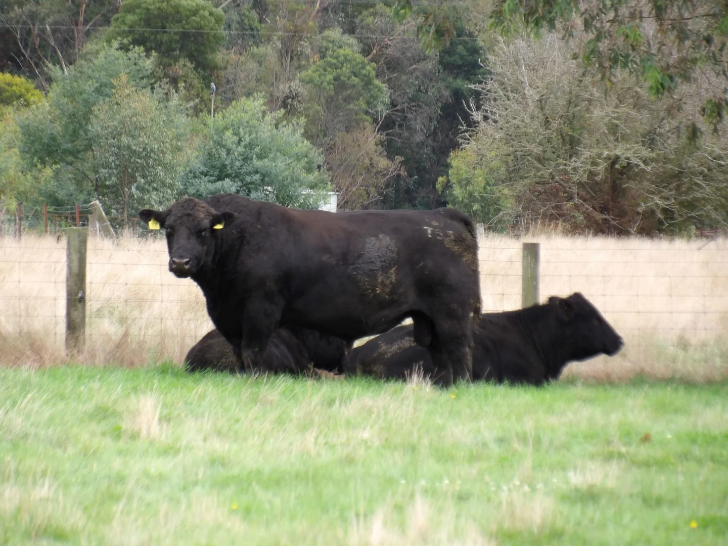 Additional image 10 of 53 Burns Road, Glenburn VIC 3717