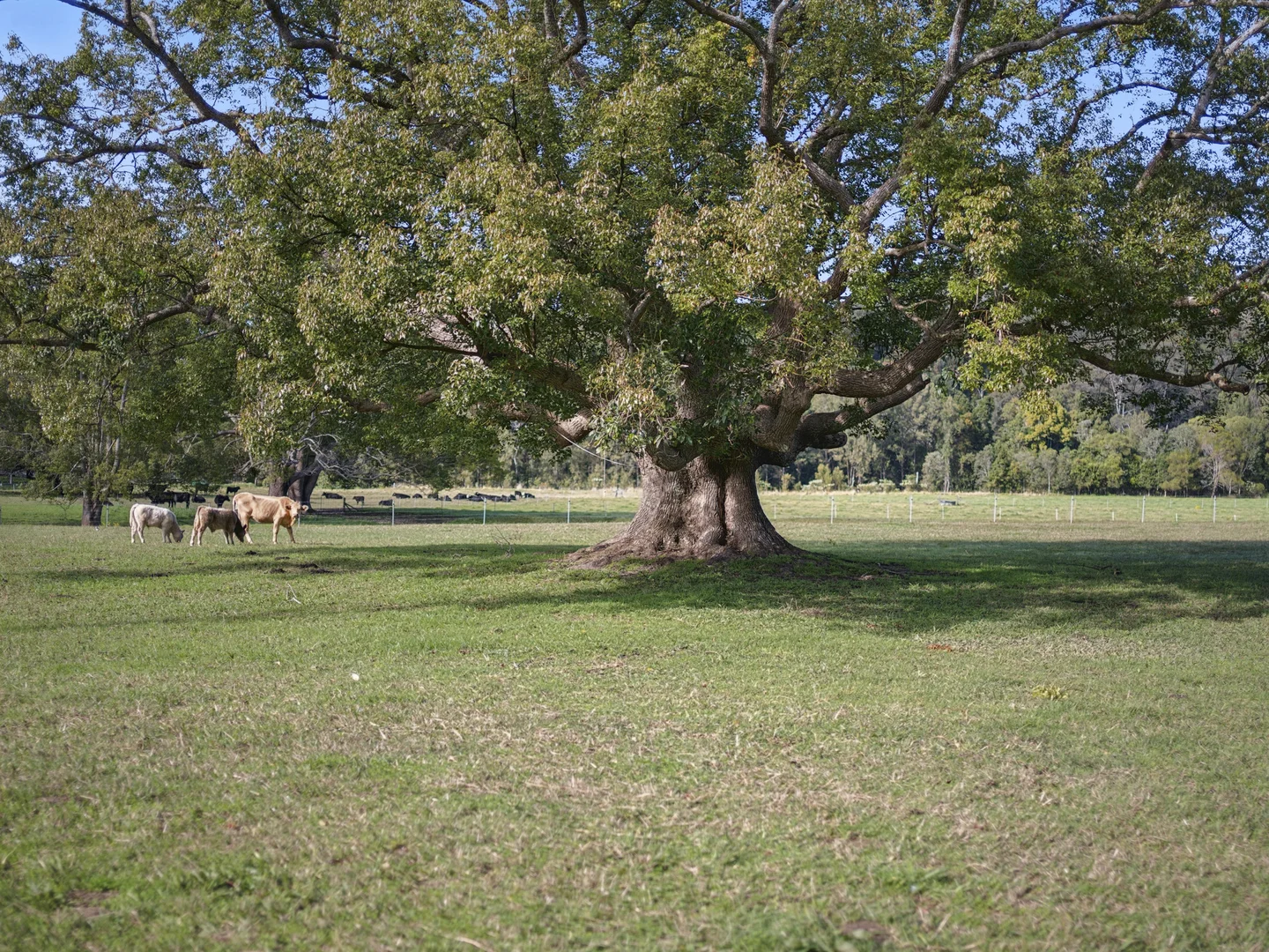 Additional image 32 of 339 Dairyville Road, Upper Orara NSW 2450