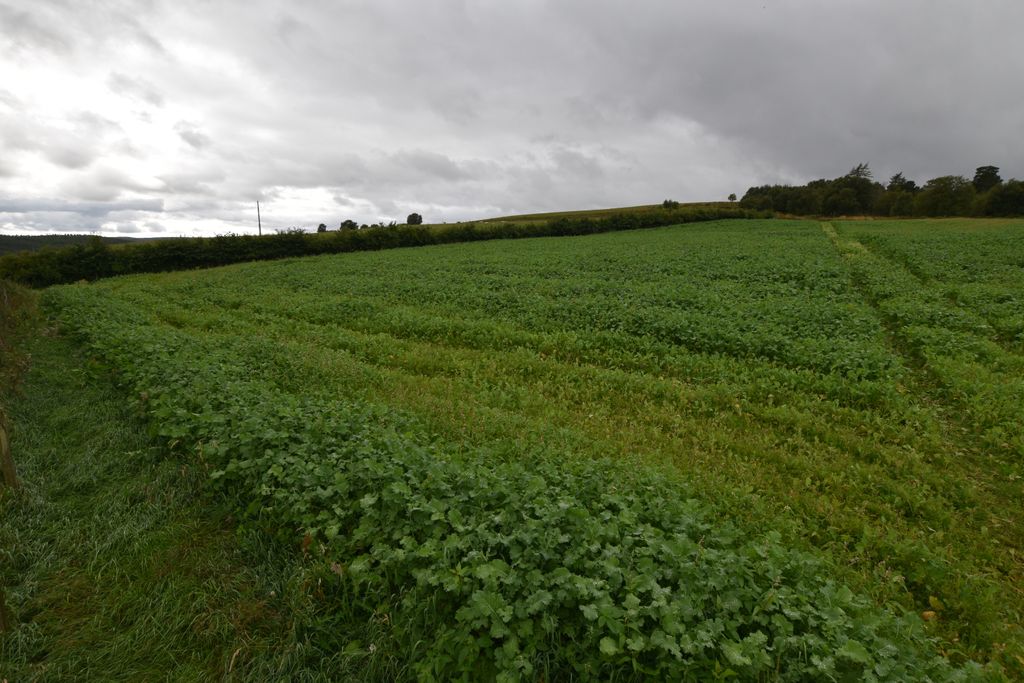 Additional image 5 of Land for saleBotriphnie, Keith AB55