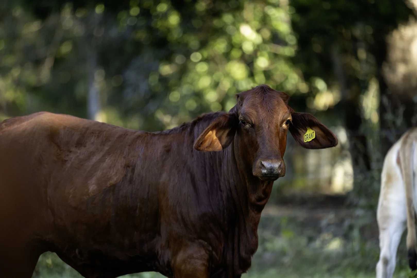 Additional image 31 of 196 Broken Bridge Road, Conondale QLD 4552