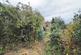 Additional image 15 of Talbot Street, Whitwick, LE67