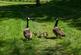 Additional image 23 of The Fox, Purton, Swindon, Wiltshire, SN5