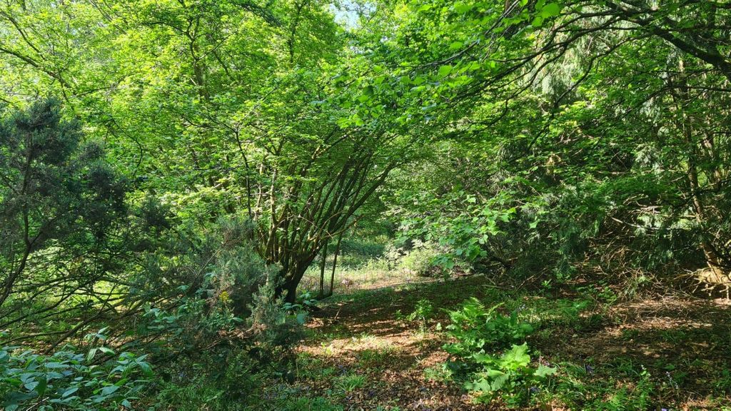 Additional image 9 of Land for saleFarley Heath, Albury, Guildford GU5