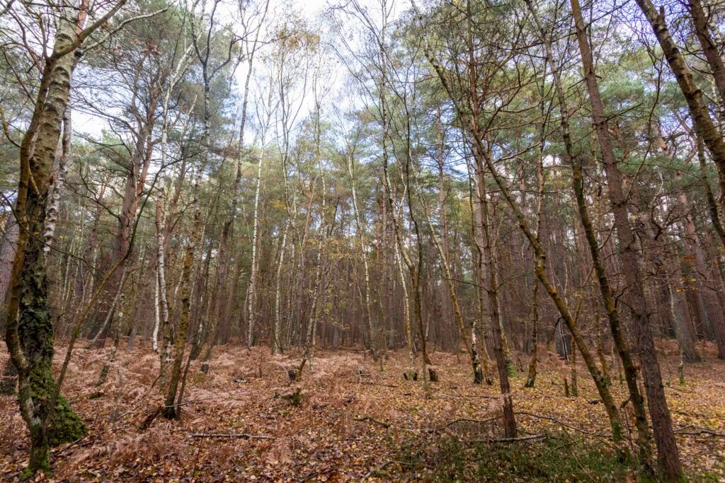 Land for salePlot 10 Potters Pool, Surrey GU16 photo 4