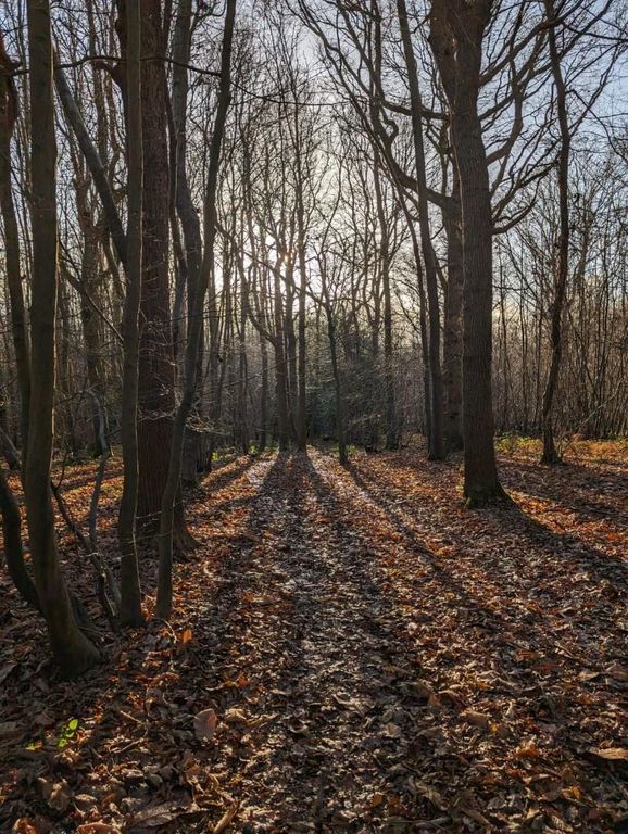 Land for saleLot 2, Southroad Wood, Warehorne Road, Woodchurch, Kent TN26