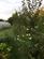 Additional image 31 of Llangybi,  Lampeter, SA48