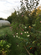 Additional image 69 of Llangybi,  Lampeter, SA48