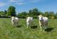 Additional image 11 of The Fox, Purton, Swindon, Wiltshire, SN5