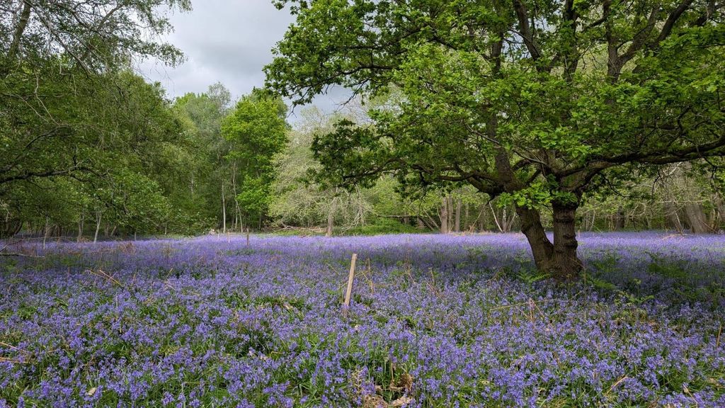 Land for saleSouthroad Wood, Warehorne Road, Woodchurch, Kent TN26