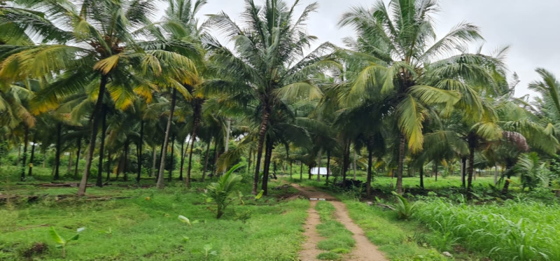 Additional image 2 of Kinathukadavu, Coimbatore
