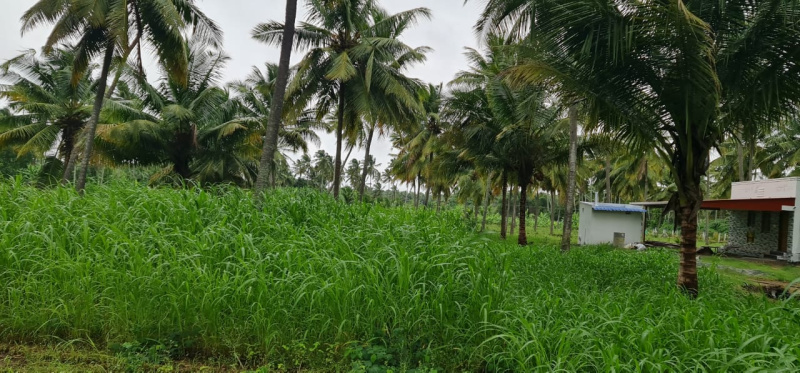 Additional image 3 of Kinathukadavu, Coimbatore