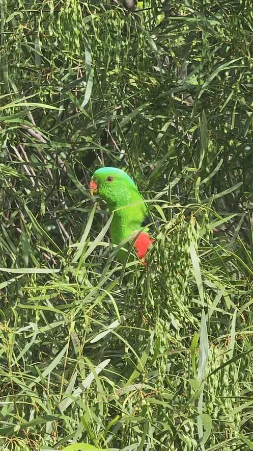 Additional image 33 of Cooktown QLD 4895