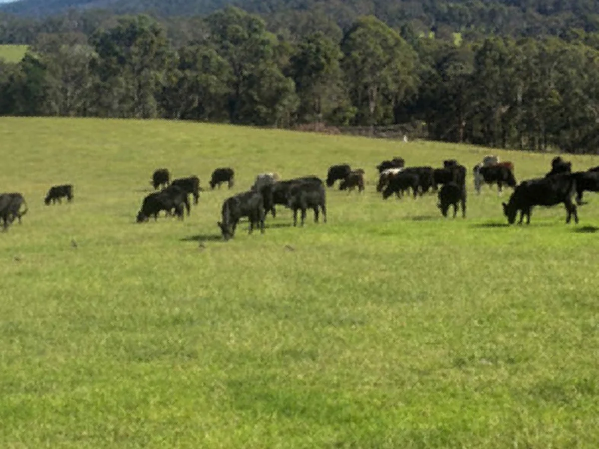 Additional image 16 of 46 Jersey Place, Cobargo NSW 2550