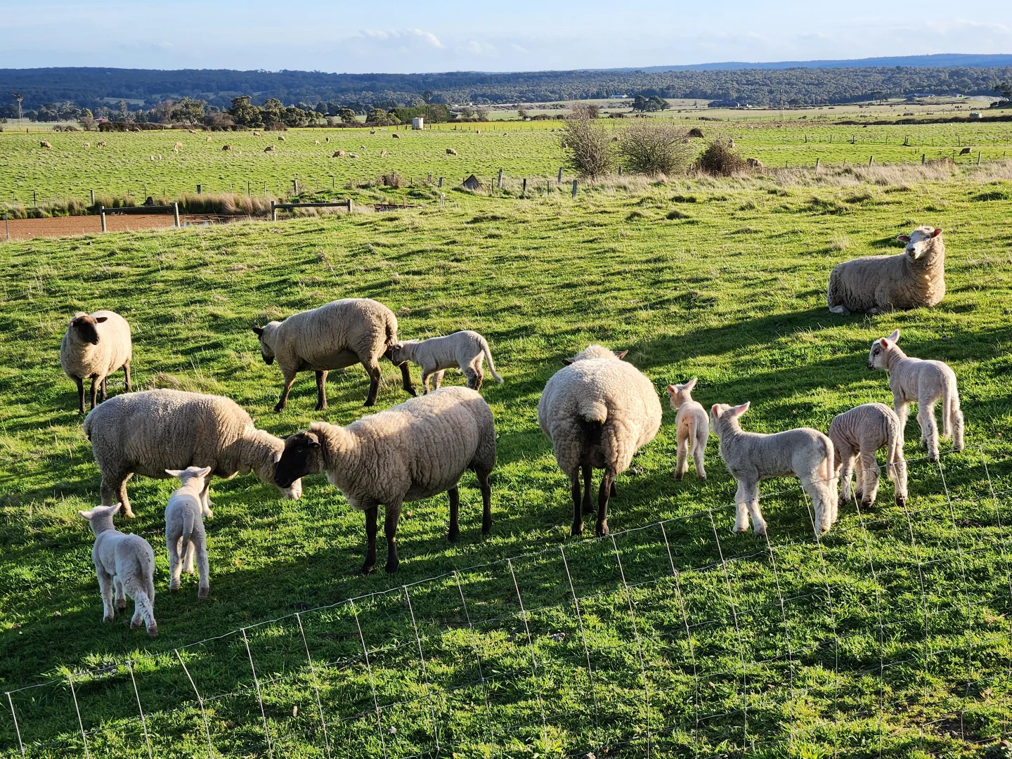 Additional image 35 of 26 Estate Lane, Buninyong VIC 3357