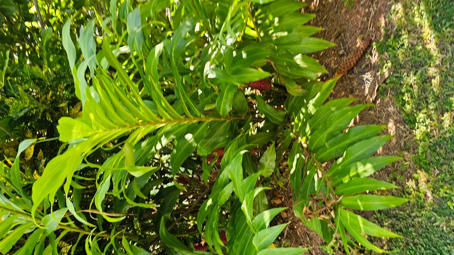 Additional image 29 of Cooktown QLD 4895