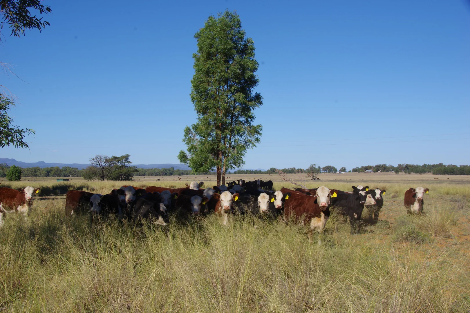 Additional image 34 of 18258 Kamilaroi Highway, Narrabri NSW 2390