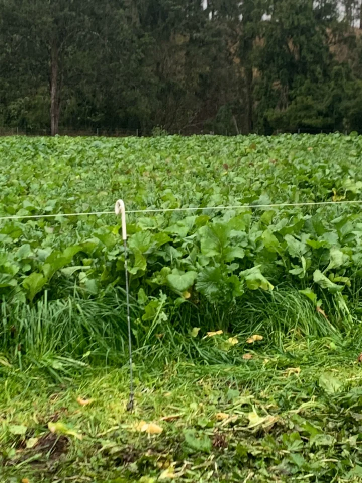 Additional image 36 of 1050 Afterlee Road, Eden Creek NSW 2474