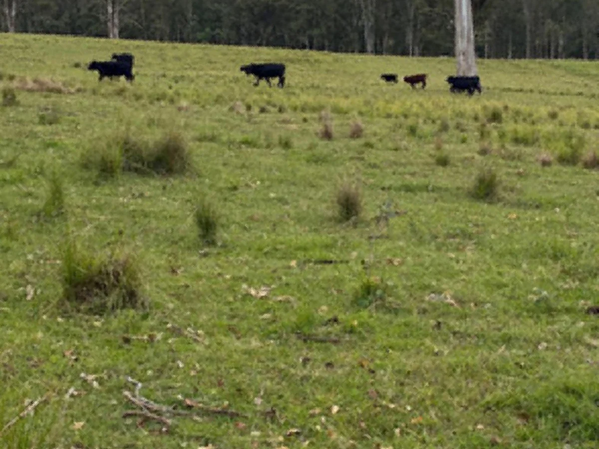 Additional image 15 of 46 Jersey Place, Cobargo NSW 2550