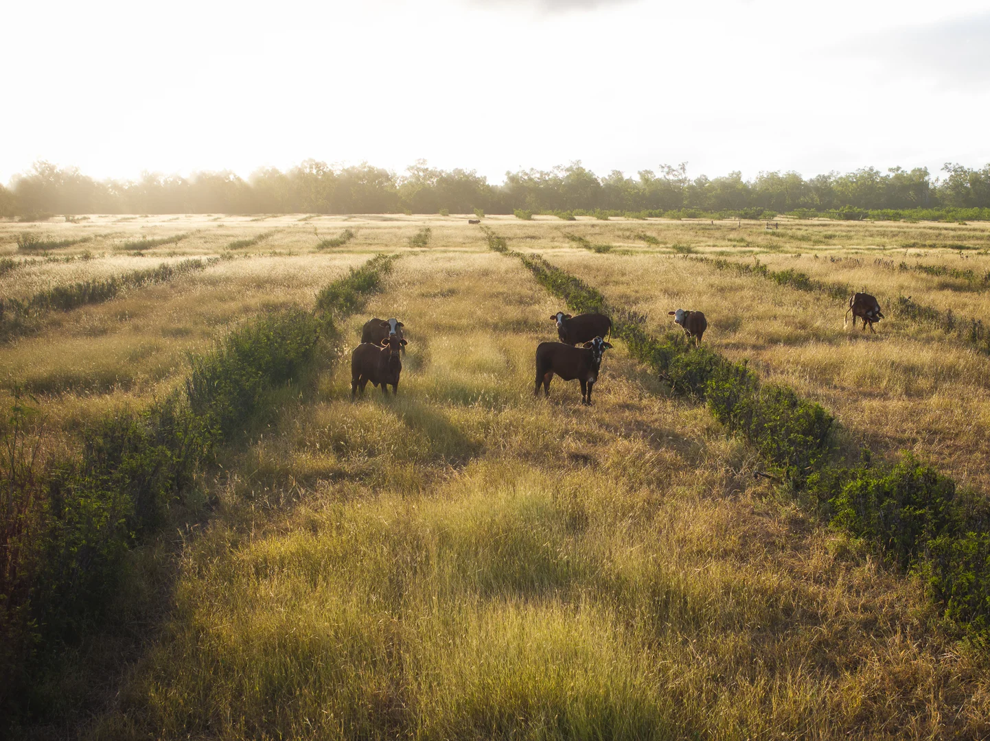 Additional image 8 of 1727 Boombah Road, Mackenzie QLD 4702