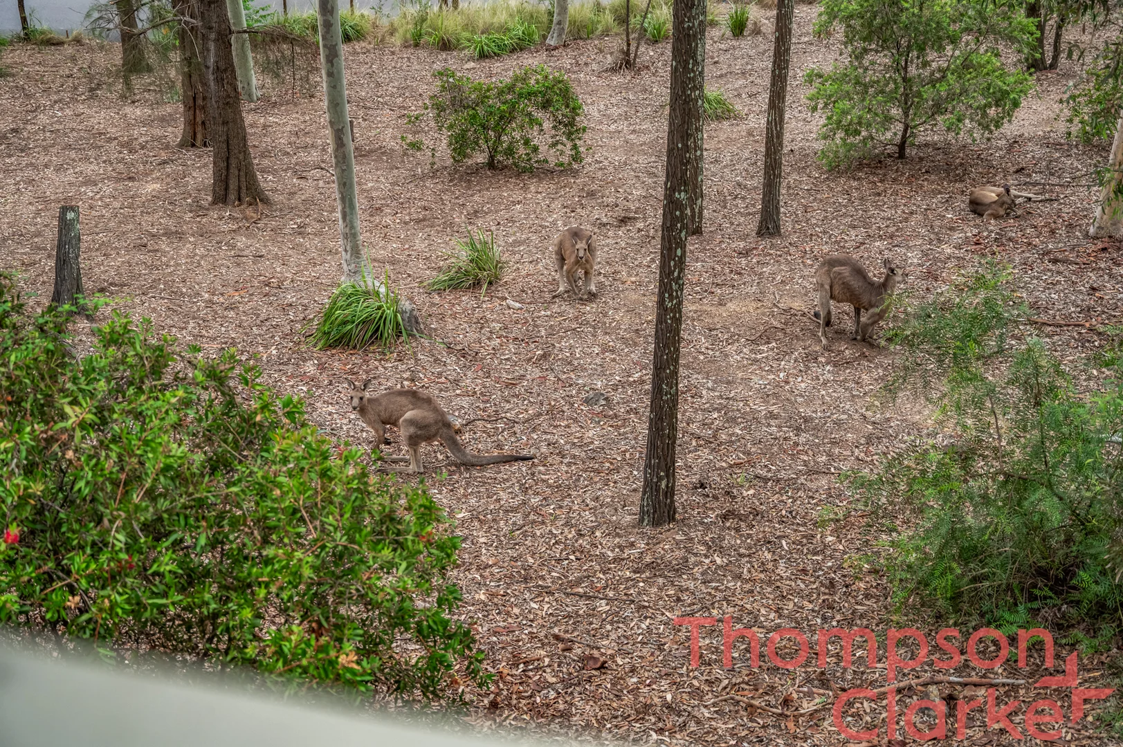 Additional image 25 of 743/15 Thompsons Road, Pokolbin NSW 2320