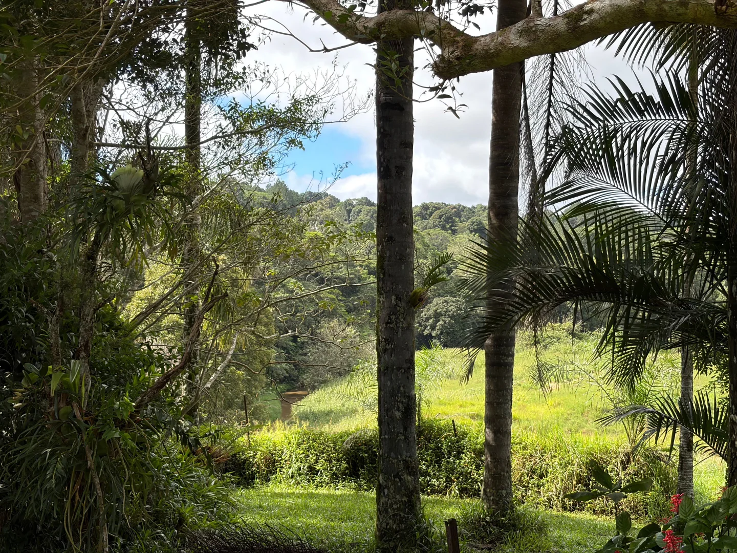 Additional image 5 of 15 Old Millaa Road, Tarzali QLD 4885