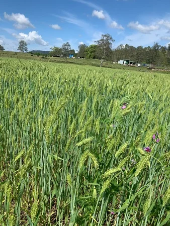 Additional image 31 of 1050 Afterlee Road, Eden Creek NSW 2474
