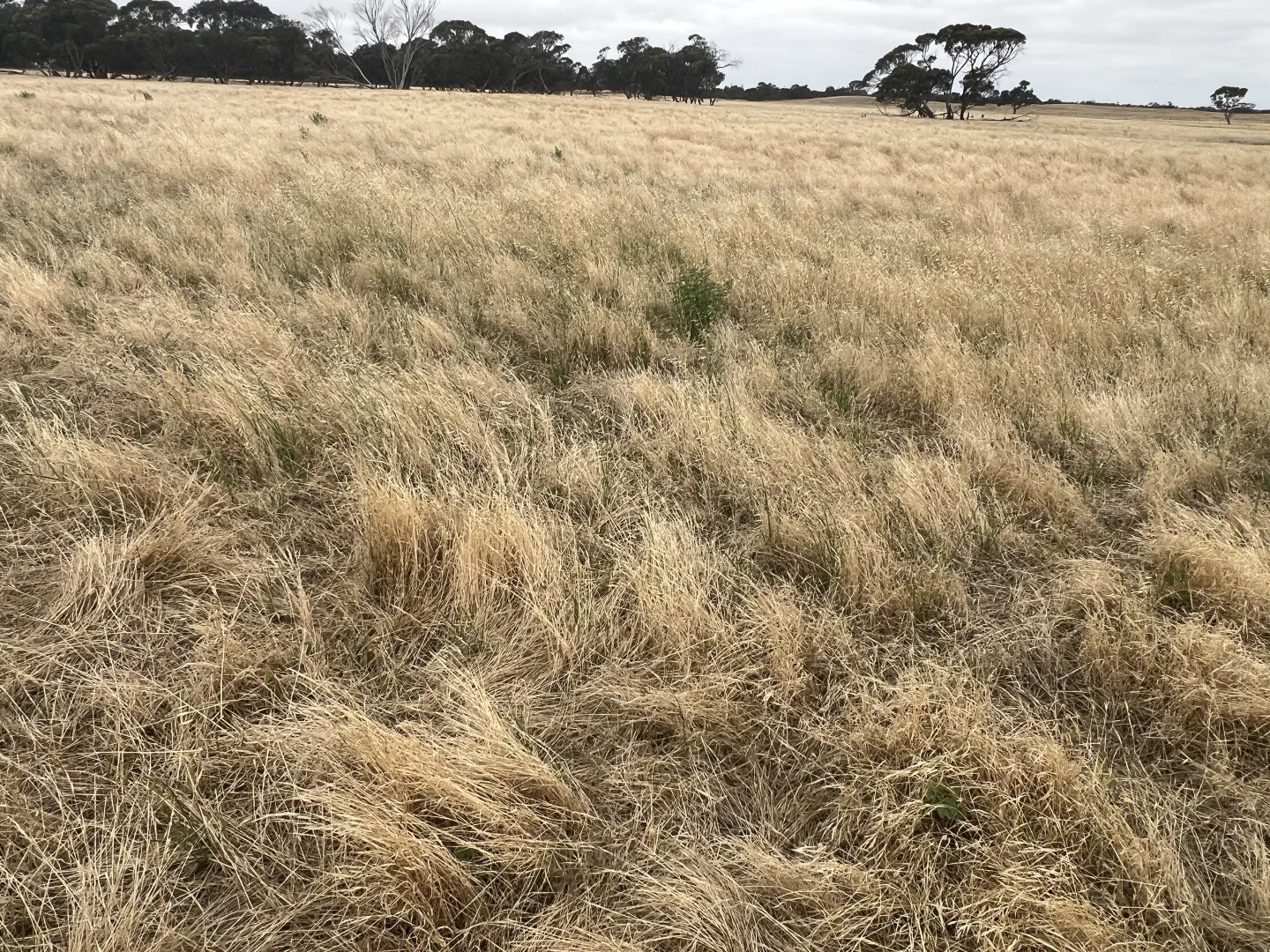 Additional image 16 of 1412 Red Bluff Road, Bordertown SA 5268