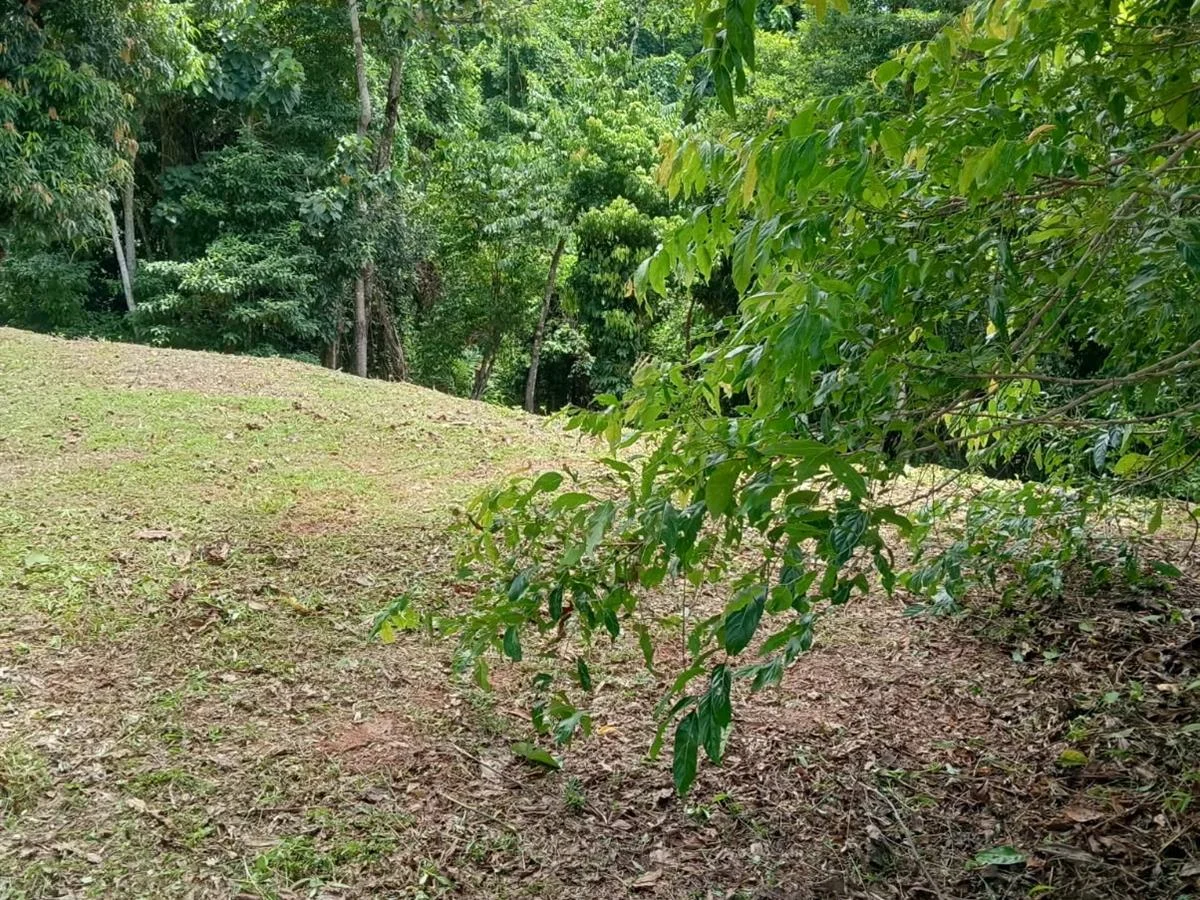 Additional image 6 of 68 Cutten Street, Bingil Bay QLD 4852