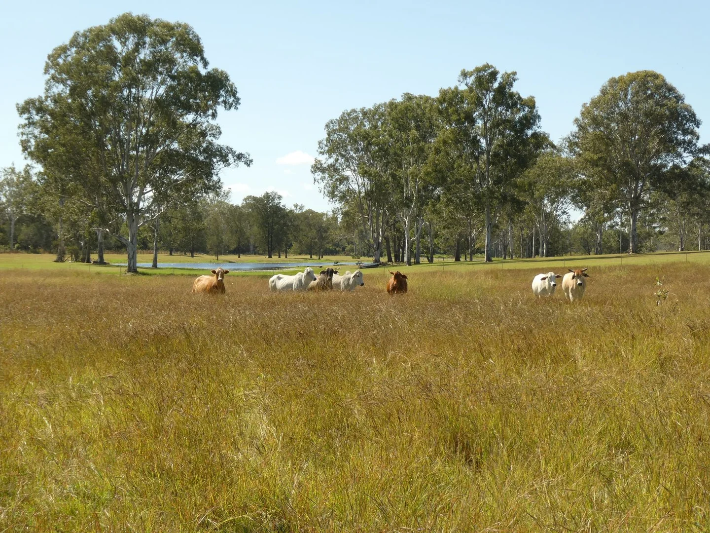 Additional image 15 of Lot 31 Brooweena Woolooga Road, Teebar QLD 4620