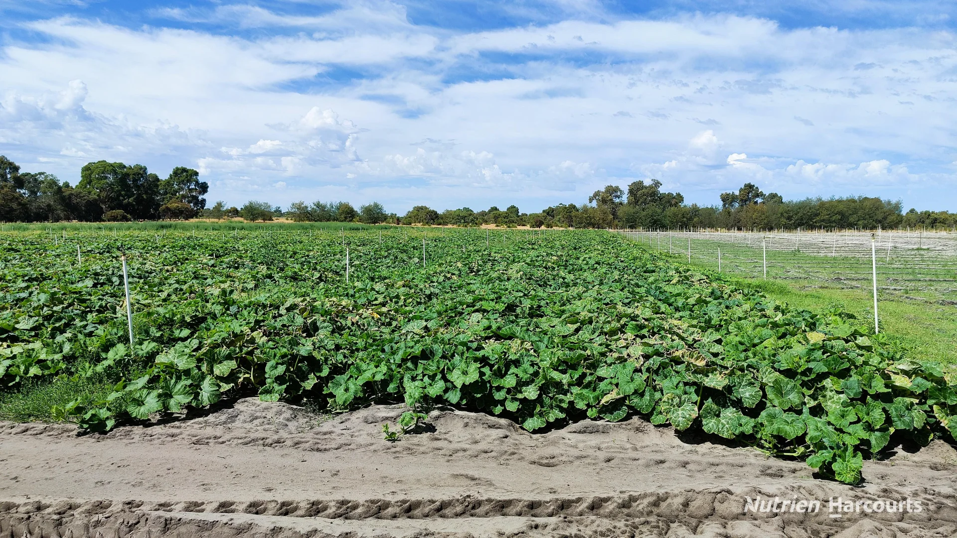 Additional image 11 of 95 Teal Park Place (Neergabby), Gingin WA 6503