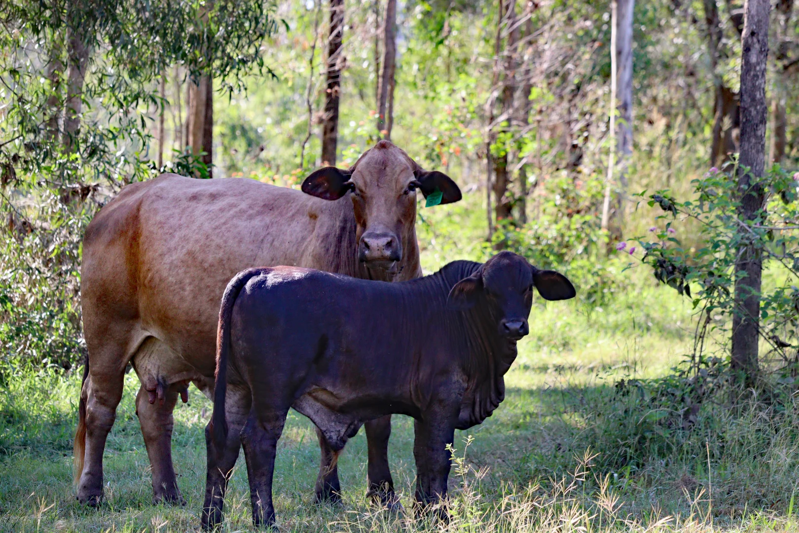 Additional image 14 of 2956 Dawson Highway, Calliope QLD 4680