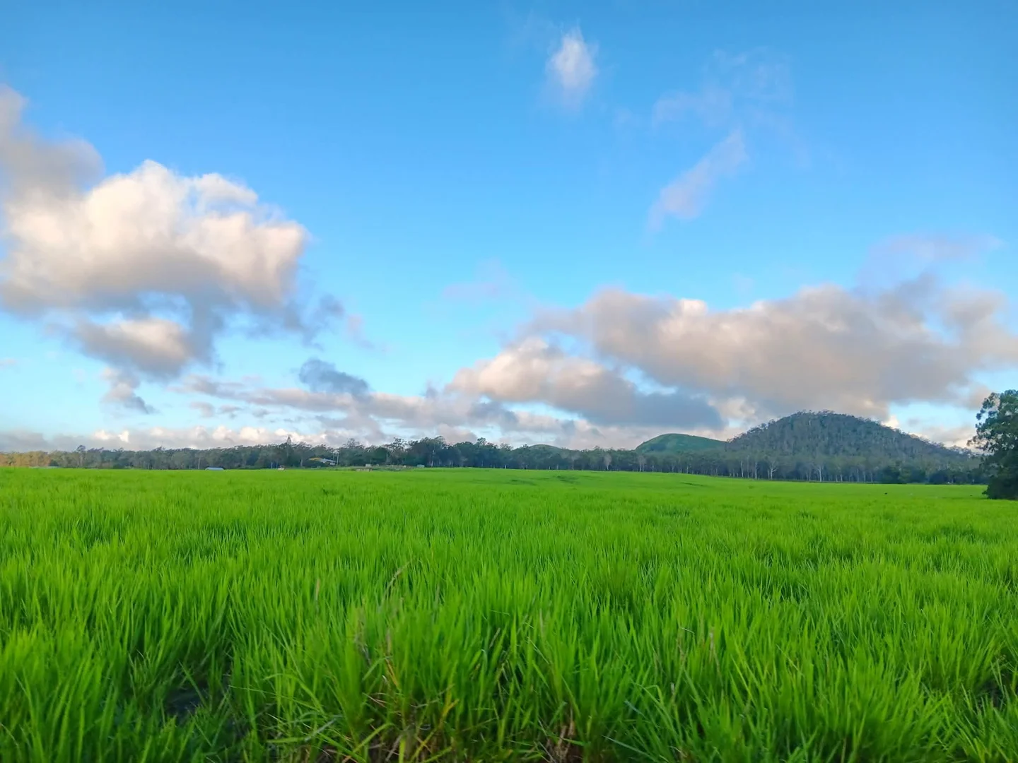 Additional image 10 of Lot 12 Pinnacle Pocket Road, East Barron QLD 4883