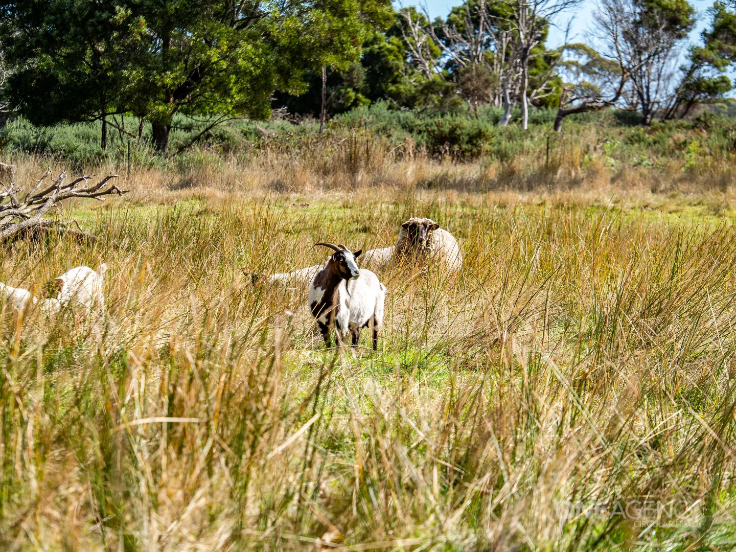 Additional image 24 of 48 Leesville Road, Smithton TAS 7330