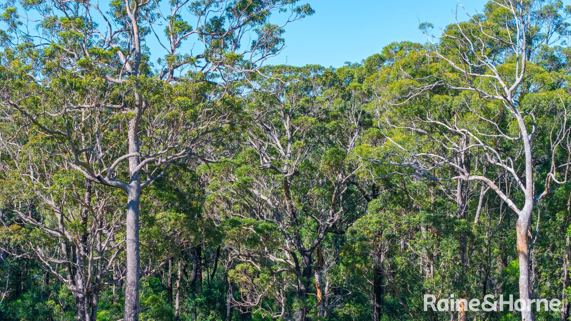 Additional image 13 of Lot 1, 315A Little Forest Road, Little Forest NSW 2538