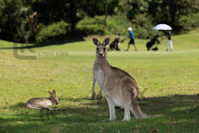 Additional image 37 of 18 Lytham Ct, Twin Waters QLD 4564