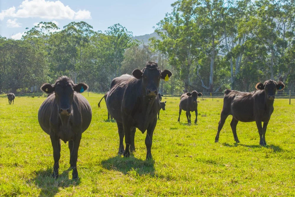 Additional image 4 of 4300 Pacific Highway, Middle Brother NSW 2443