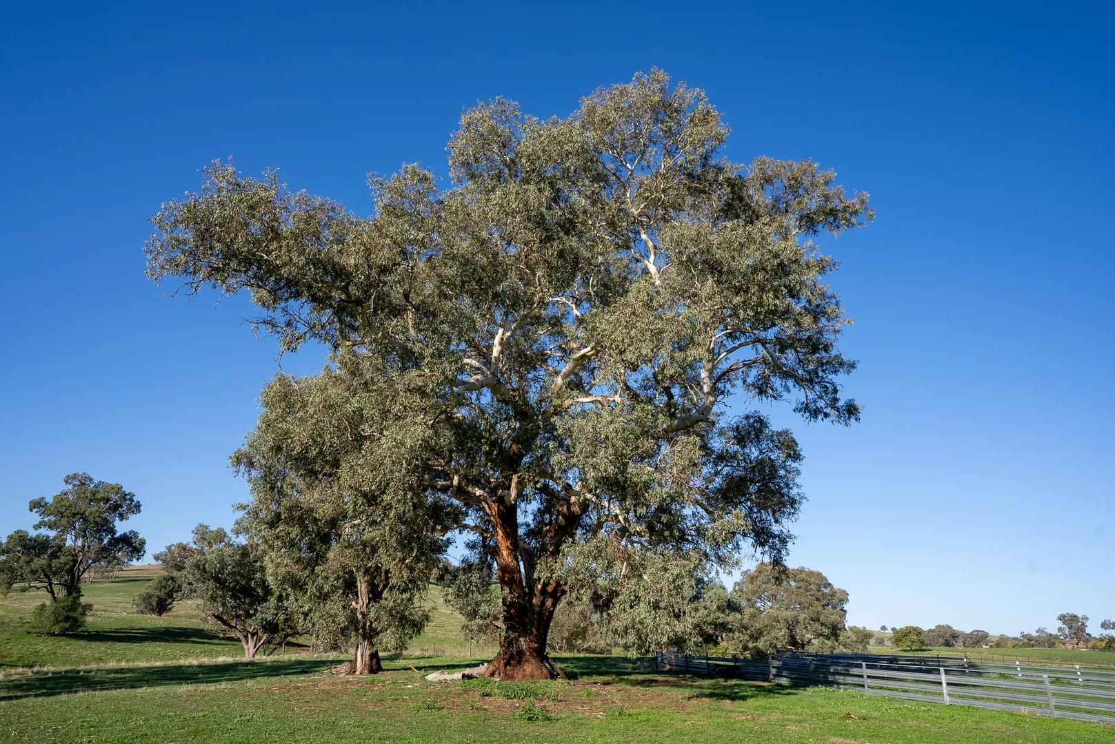 Additional image 15 of 1629 Darby Falls Road, Cowra NSW 2794
