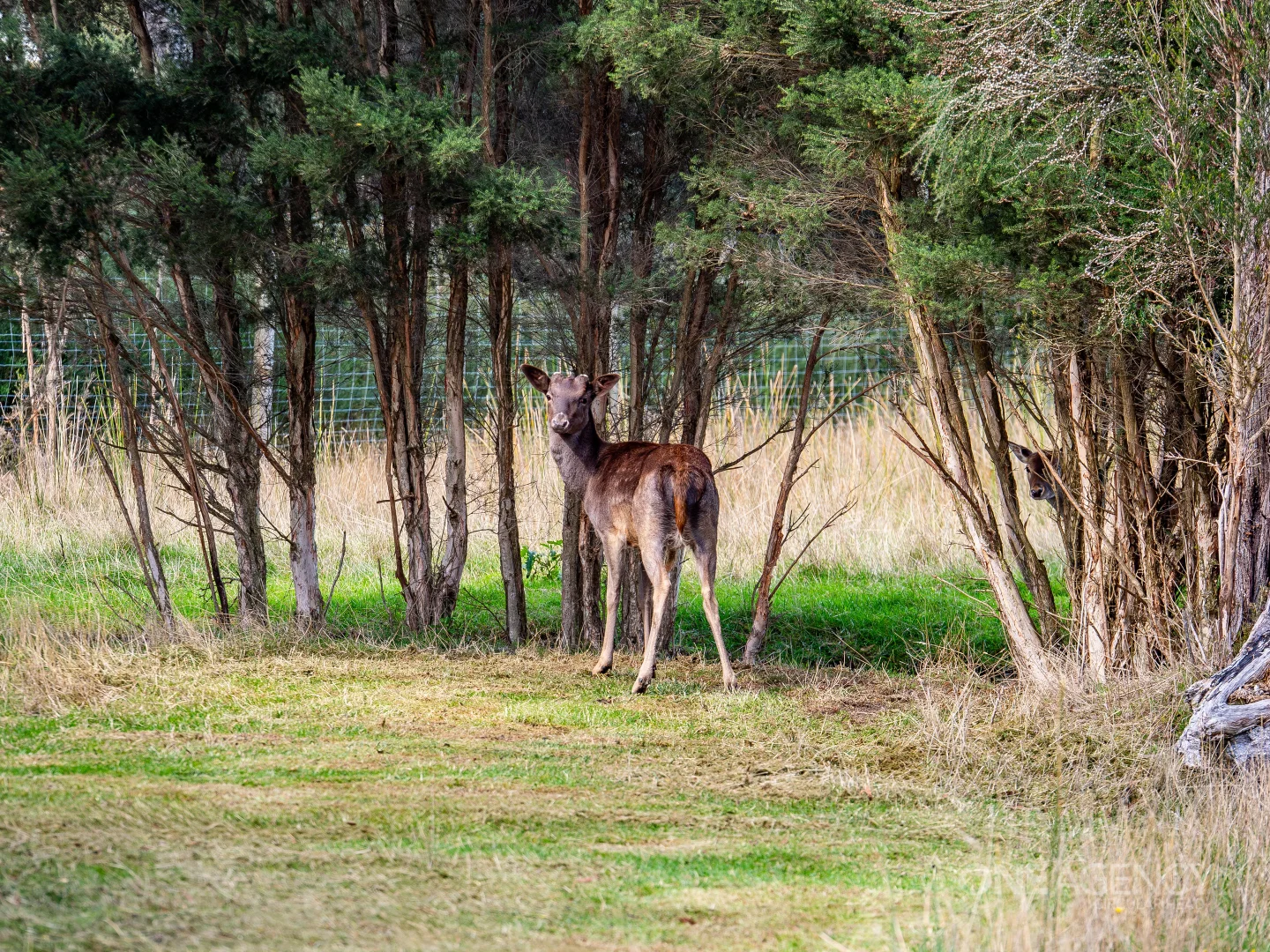 Additional image 22 of 48 Leesville Road, Smithton TAS 7330
