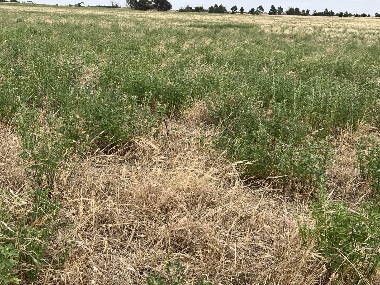 Additional image 22 of 1412 Red Bluff Road, Bordertown SA 5268