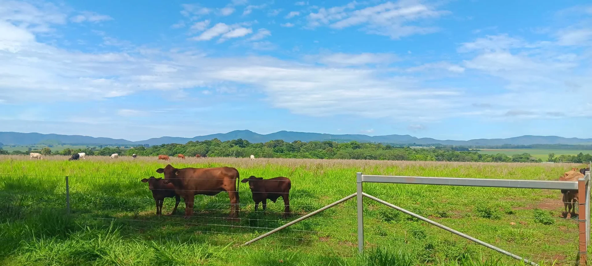 Additional image 9 of Lot 12 Pinnacle Pocket Road, East Barron QLD 4883