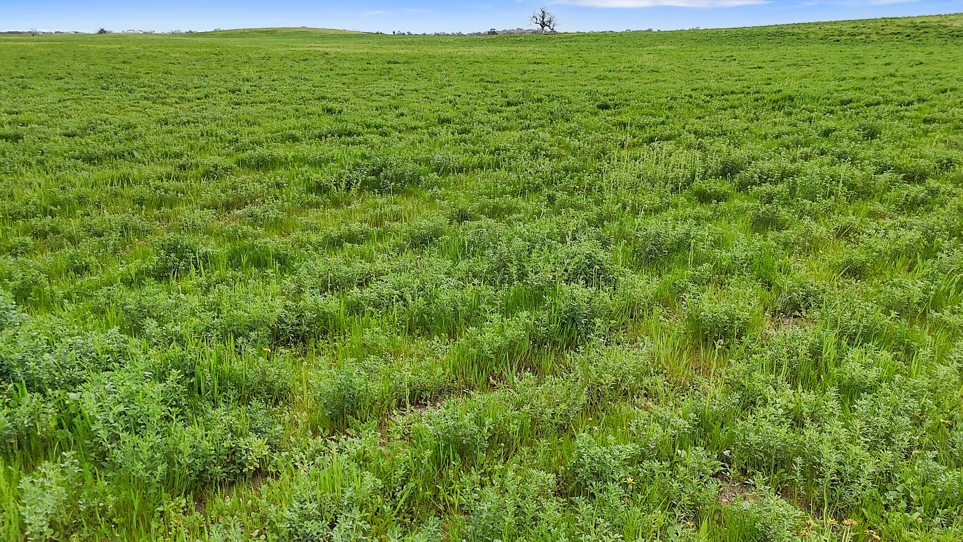 Additional image 5 of 1412 Red Bluff Road, Bordertown SA 5268