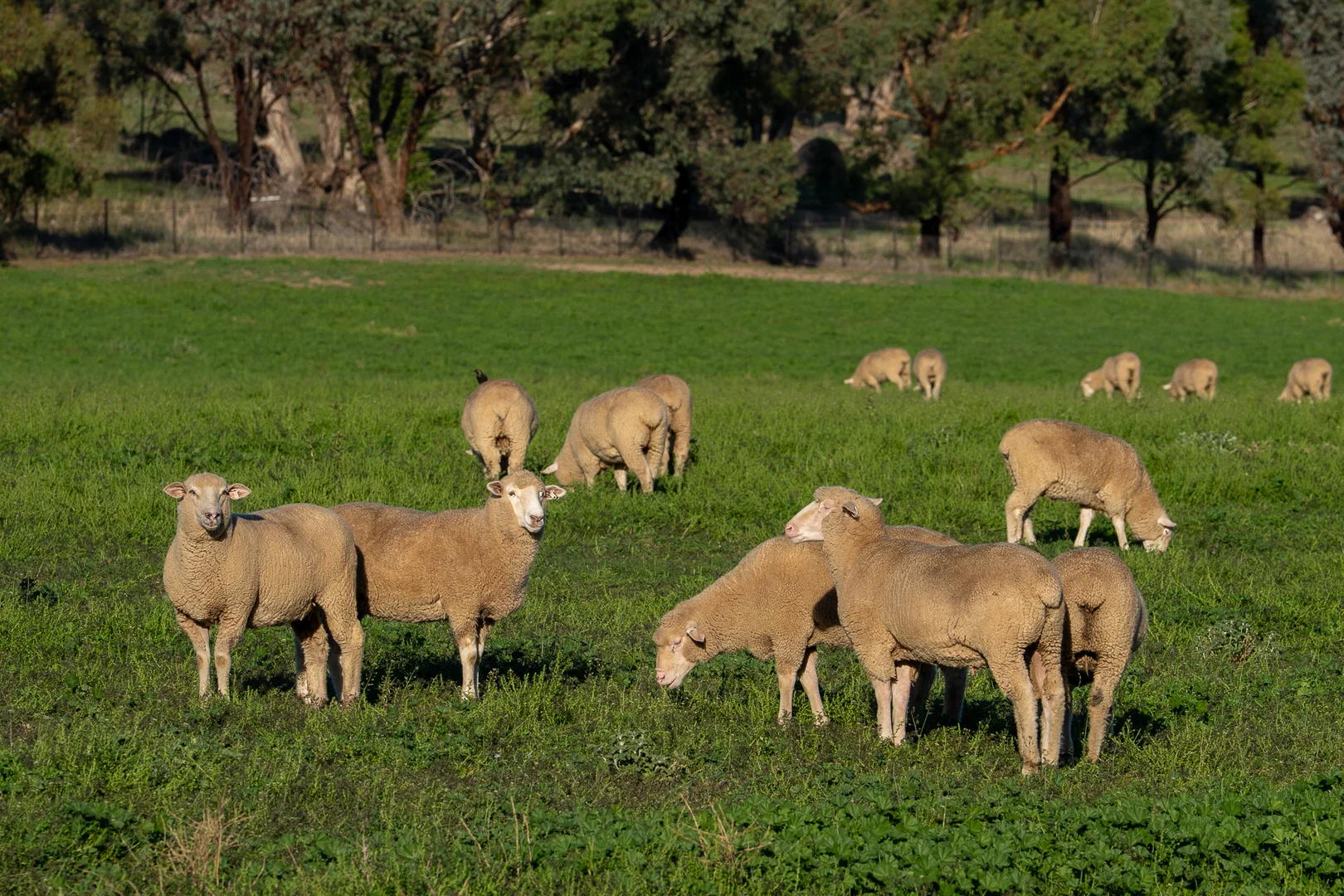 Additional image 7 of 1629 Darby Falls Road, Cowra NSW 2794