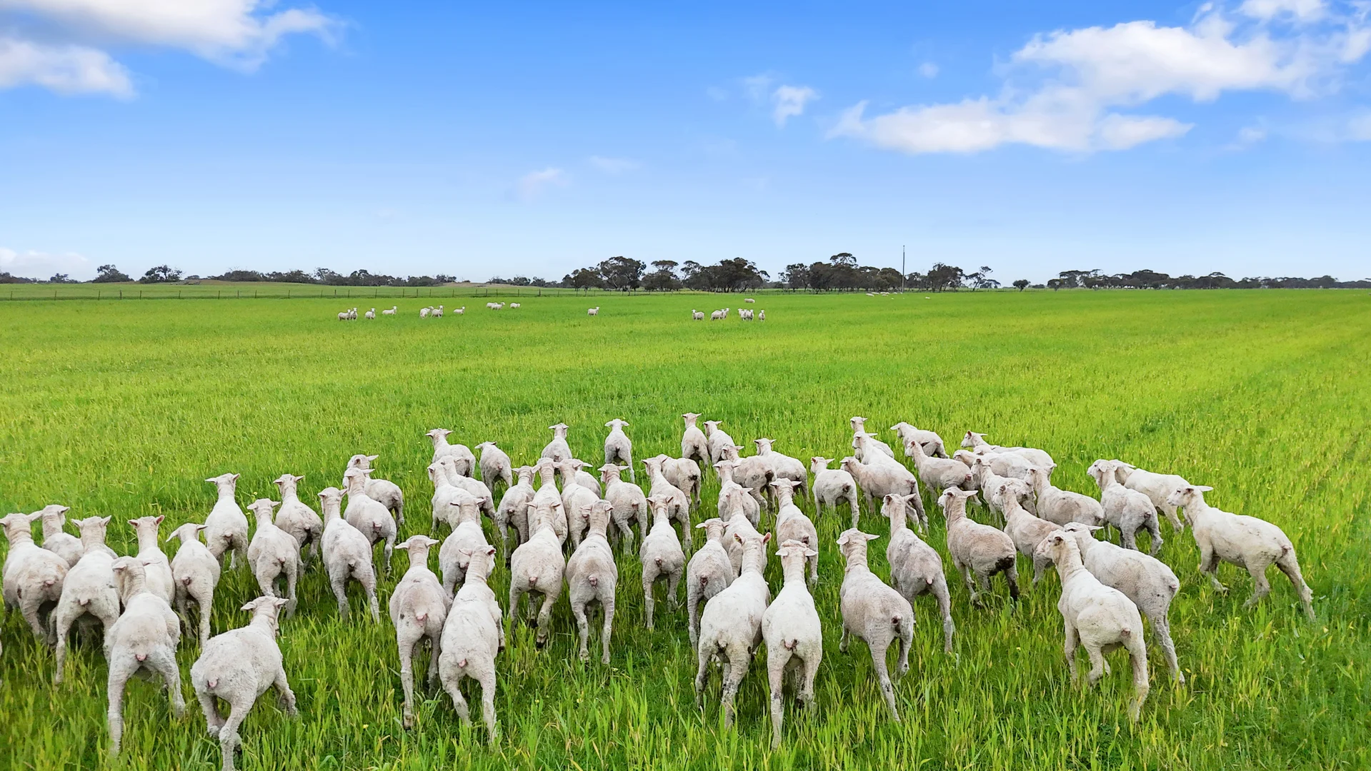 Additional image 11 of 1412 Red Bluff Road, Bordertown SA 5268
