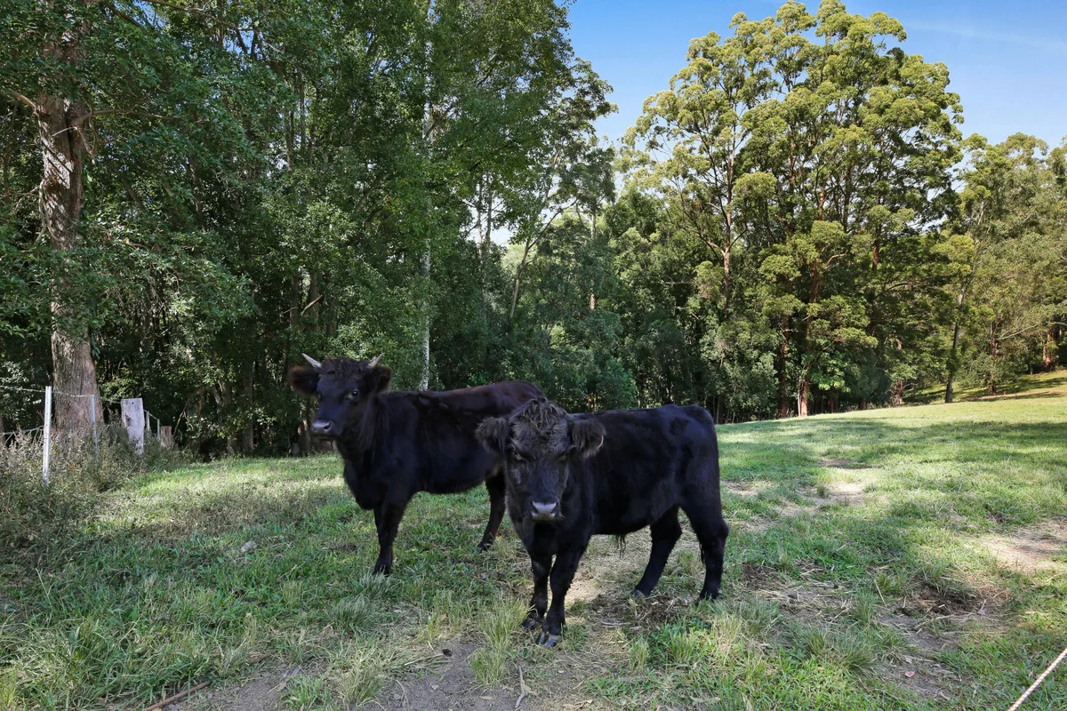 Additional image 14 of 52B Syndicate Road, Tallebudgera Valley QLD 4228