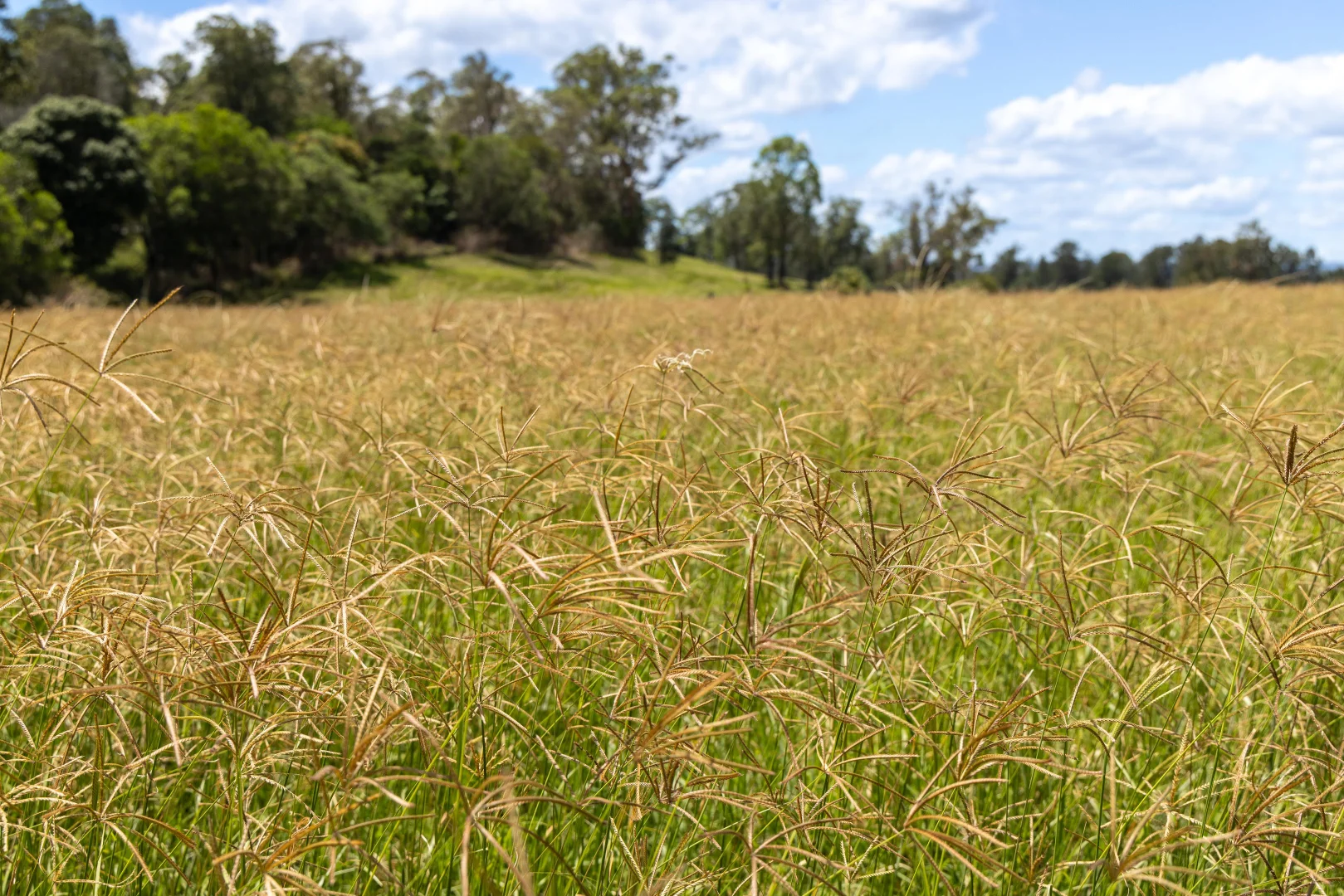 Additional image 5 of Lot 7/1197 Kenilworth - Skyring Creek Road, Tuchekoi QLD 4570